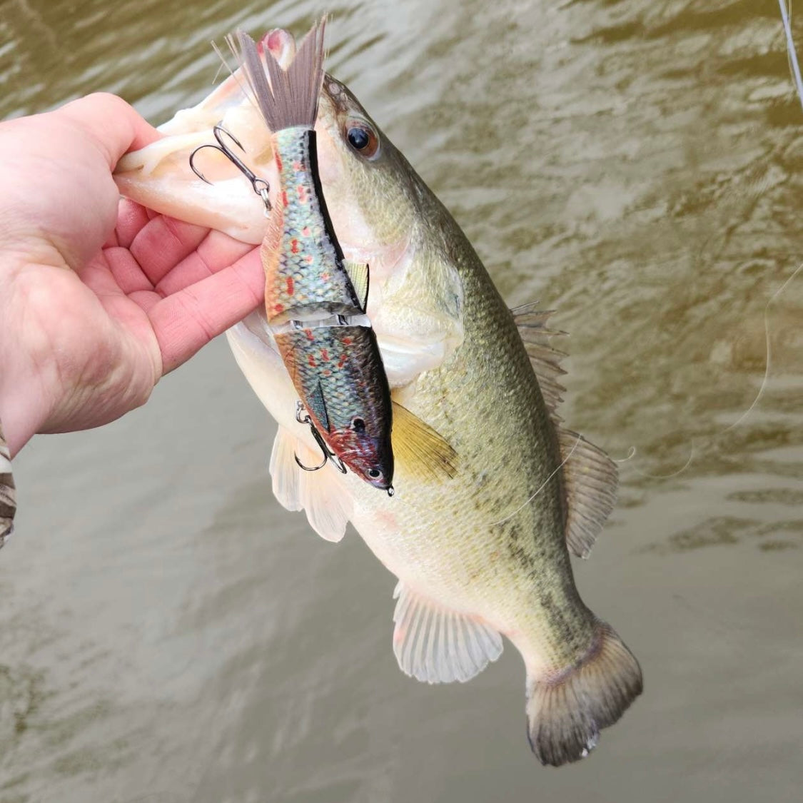 HWF 7” Glide Shiners