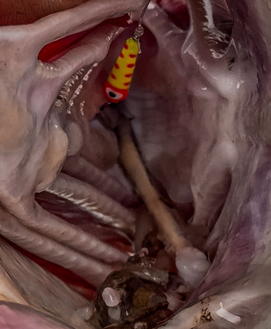 Slab Seeker Glow Spoons