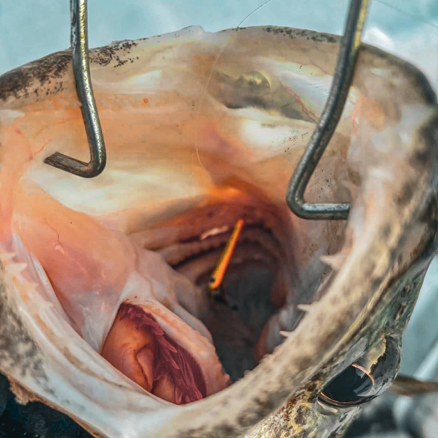 Slab Seeker Glow Spoons